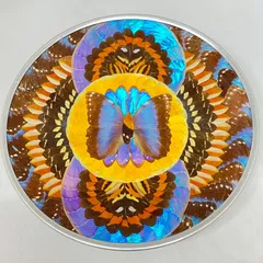 2026年最新】蝶 標本 ブラジルの人気アイテム - メルカリ