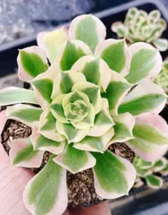 2026年最新】雨花石 アエオニウムの人気アイテム - メルカリ