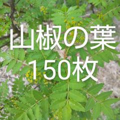 中身真っ白‼️天然 青山椒 山椒の実 ぶどう山椒‼️山椒 野菜 - メルカリ