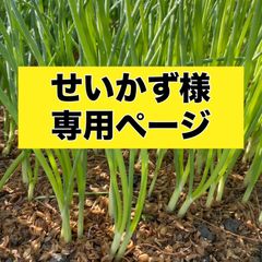 せいかず様専用ページ‼️玉ねぎ苗‼️