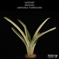 アロカシア メロ アルボ斑入り 芋から育成 鉢のまま発送 - メルカリ