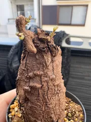 ＿*_様 極美株/塊根植物】ステファニア カウィーサキー　セレクト株　微発根 ＿*_様 極美株/塊根植物】ステファニア カウィーサキー セレクト