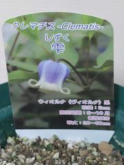 ♡クレマチス♡雫♡希少♡4号鉢♡関口花園