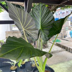 タグ紛失　アロカシア　リーガル　シールズ？　斑入り　芋株 タグ紛失 アロカシア リーガル シールズ？ 斑入り 芋株 - メルカリ