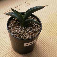 アガベホリダ抜き苗1株(鉢などは付きません)プランツタグつきH02