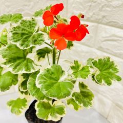 ゼラニウム　斑入り：赤色（3.5号）変わり咲き　天竺葵