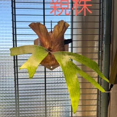 2026年最新】ビカクシダ ステマリアの人気アイテム - メルカリ