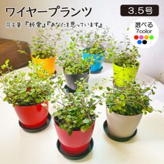 観葉植物 小さい ワイヤープランツ 大葉 3.5号 選べる カラープラスチック鉢 人気 おしゃれ 鉢植え お祝い 誕生日 インテリア 卓上サイズ 小型 室内グリーン 送料無料