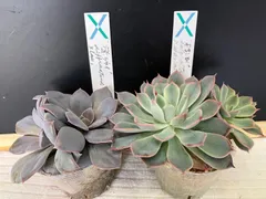 月影の宵xラウイ 通常サイズ苗はこちら - carino creare