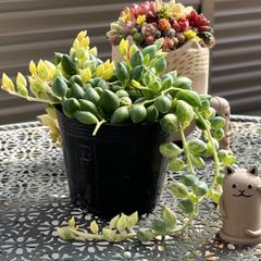 多肉植物 ☘️ エンジェルティアーズ錦 抜き苗