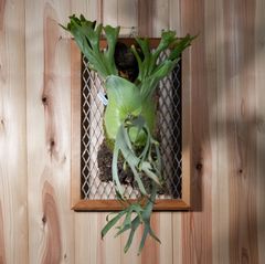 ２株セット　ビカクシダ ヒリー サタヒップP.hillii 'sattahip' Yahoo!オークション - P. hillii 'Sattahip' サタヒップ