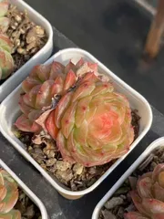 ㊱大きめ苗! 青鬼❣️そわそわ❣️もみじ飴❣️紅手鞠❣️6苗メルカリ便送料込 2025年最新】飴心 多肉の人気アイテム - メルカリ