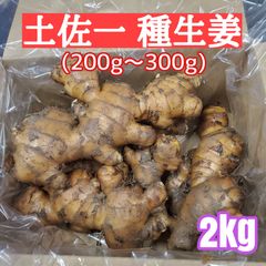 Amazon | 占部大観堂製薬 生姜 サプリ 「ホッと生姜粒」【1ヶ月