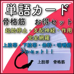 筋肉（骨格筋お得セット）　上肢帯、下肢帯、体幹、咀嚼筋　単語カードのサムネイル