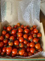 タイムセールです！熊本県産ミニトマト１ｋｇ