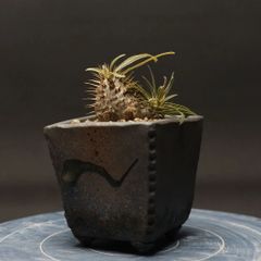 "Pachypodium Gracilius" パキポディウム グラキリス 管理2209