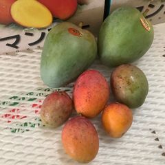 沖縄産★おすすめミニマンゴーセット① 沖縄県産ミニマンゴーセット1.47kg⭐️ - メルカリ