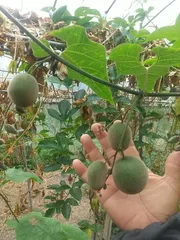 お*わ様 ラカンカ　羅漢果　苗　２本セット ラカンカ 羅漢果 苗 2本セット らかんか顆粒500g 6個セット