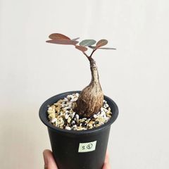S⑤〚フィランサス・ミラビリス〛Phyllanthus Mirabilis 塊根植物 コーデックス ポット発送