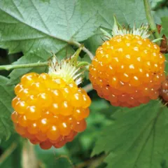 イチゴ キイチゴ（ラズベリー）在来種 もみじいちご（紅葉苺）3号（直径9cm）ポット苗 １個 いちご苗 お買い得