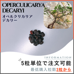 【種子】オペルクリカリア デカリー / セット割あり数量3粒から購入OK