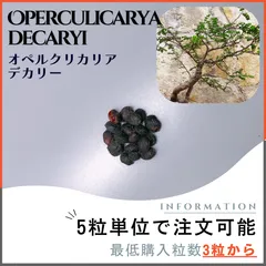 2025年最新】オペルクリカリア OPERCULICARYAの人気アイテム - メルカリ