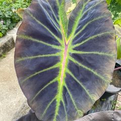 【希少】　コロカシア　グローイングボーンズ　colocasia growing bones