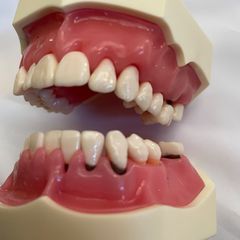 歯学部実習用 ニッシン ペリオ SRP用模型 上下セット