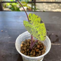 【希少】コロカシア モヒート 美株　colocasia mojito