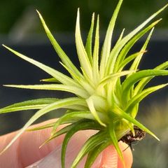 ホワイト率多め綺麗＊ ミニ極上＊ チランジア イオナンタ アルボマルギナータ(アルボマージナータ) Tillandsia ionantha Albomarginata＊エアプランツ＠フラワーショップ江口