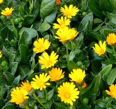 カレンデュラ　冬知らず　種30粒　花の種