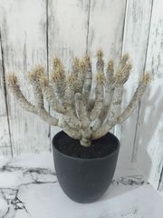 【 発根済  休眠明け株 希少 大株 】ユーフォルビア ギラウミニアナ Euphorbia guillauminiana
