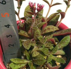【多肉植物】セダム「クーペリー」