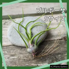 2025年最新】エアプランツ ブルボーサの人気アイテム - メルカリ