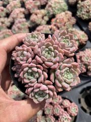 特価 土付き QS60×105苗 多肉植物 詰め合わせ エケベリア 韓国苗