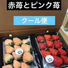 いちご　苺　赤苺とピンク苺