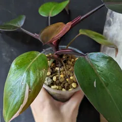 2023年最新】フィロデンドロンピンクプリンセスの人気アイテム - メルカリ