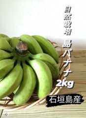 石垣島産 島バナナ(自然栽培) 2kg