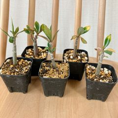 アデニウム タイソコトラナムKHZ