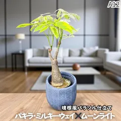 2025年最新】パキラ ミルキーウェイ 実生の人気アイテム - メルカリ
