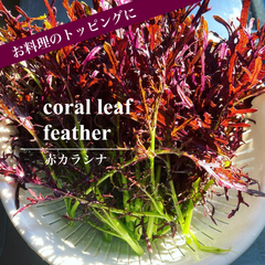 赤カラシナ コーラルリーフフェザー 200g