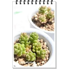 ビックアルブム セダム 2寸ポット 群生タイプ 弁慶草科 多肉植物