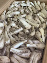 鹿児島県産　土付きらっきょう　約10キロ 鹿児島県産 土付きらっきょう Sサイズ 約10kg - メルカリ