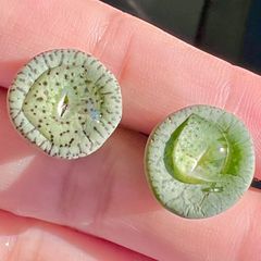 コノフィツム 　conophytum obcordellum 'declinatum' 2点セット　メセン　メルカリ便