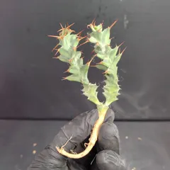 速達トルチラマ実生 ユーフォルビア大きく詰まった株 Euphorbia tortirama【ユーフォルビア・トルチラマ・実生