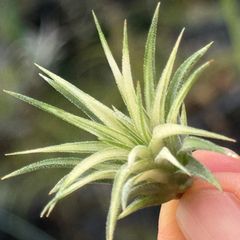 ホワイト率多め綺麗＊ ミニ極上＊ チランジア イオナンタ アルボマルギナータ(アルボマージナータ) Tillandsia ionantha Albomarginata＊エアプランツ＠フラワーショップ江口