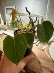2025年最新】anthurium veitchiiの人気アイテム - メルカリ
