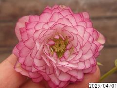 花1ガク0蕾1 開花株4号 揃い花弁 ”重ね咲”吉田多弁交配 吉田園芸生産 超多弁 クリスマスローズd401005
