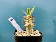 ★新鮮★パキポディウム・アンボンゲンセ★種子20粒★ パキポディウム アンボンゲンセ | STELLA.PLANTS