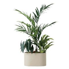 観葉植物 ザミア フルフラセア 10号 特大 観葉植物 ザミア フルフラセア 10号 特大 - メルカリ